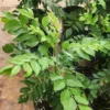 Live Curry Leaf Tree 12-16 Inches Fresh Herb Plant for Indoor & Outdoor