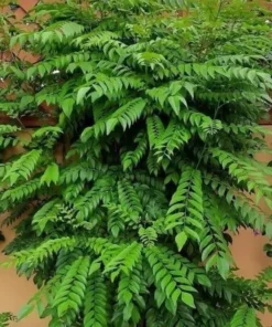 Live Curry Leaf Tree 12-16 Inches Fresh Herb Plant for Indoor & Outdoor