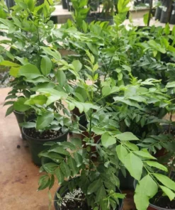 Live Curry Leaf Tree 12-16 Inches Fresh Herb Plant for Indoor & Outdoor