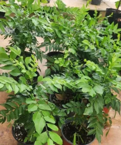 Live Curry Leaf Tree 12-16 Inches Fresh Herb Plant for Indoor & Outdoor