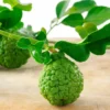 Live Grafted Kaffir Lime Tree Citrus Plant 2 Feet Tall in 1-Gallon Pot