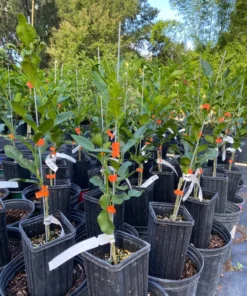 Live Grafted Kaffir Lime Tree Citrus Plant 2 Feet Tall in 1-Gallon Pot