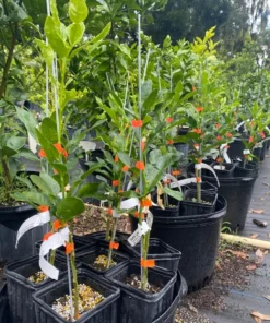 Live Grafted Kaffir Lime Tree Citrus Plant 2 Feet Tall in 1-Gallon Pot