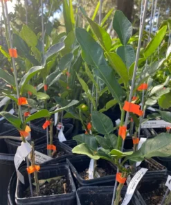 Live Grafted Kaffir Lime Tree Citrus Plant 2 Feet Tall in 1-Gallon Pot