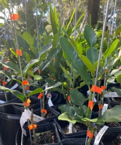 Live Grafted Kaffir Lime Tree Citrus Plant 2 Feet Tall in 1-Gallon Pot