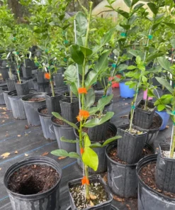 Live Grafted Kaffir Lime Tree Citrus Plant 2 Feet Tall in 1-Gallon Pot