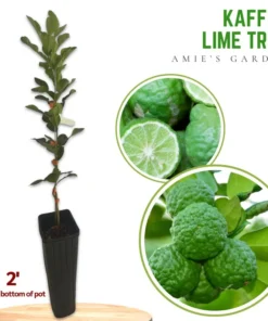 Live Grafted Kaffir Lime Tree Citrus Plant 2 Feet Tall in 1-Gallon Pot