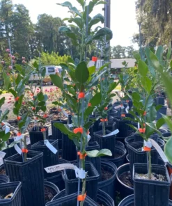 Live Grafted Kaffir Lime Tree Citrus Plant 2 Feet Tall in 1-Gallon Pot