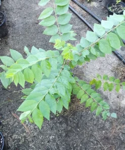 Live Grosella Tree Phyllanthus acidus Tropical Fruit Plant 10 Inches to 1 ft