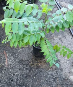 Live Grosella Tree Phyllanthus acidus Tropical Fruit Plant 10 Inches to 1 ft