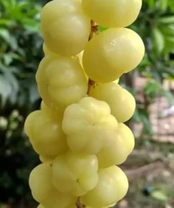 Live Grosella Tree Phyllanthus acidus Tropical Fruit Plant 10 Inches to 1 ft