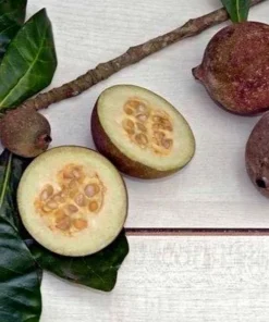 Live Jagua Genipapo Tree Seedling Tropical Fruit Plant 1-2 ft