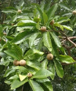 Live Jagua Genipapo Tree Seedling Tropical Fruit Plant 1-2 ft