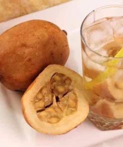 Live Jagua Genipapo Tree Seedling Tropical Fruit Plant 1-2 ft