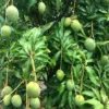 Live Julie Mango Tree 1 FT Mangifera indica Tropical Fruit Plant