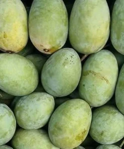 Live Julie Mango Tree 1 FT Mangifera indica Tropical Fruit Plant