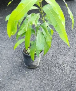Live Julie Mango Tree 1 FT Mangifera indica Tropical Fruit Plant