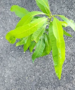 Live Julie Mango Tree 1 FT Mangifera indica Tropical Fruit Plant