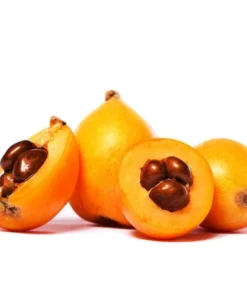 Live Loquat Tree Níspero Japonés Fast-Growing Fruit Tree for Patio