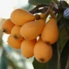 Live Loquat Tree Níspero Japonés Fast-Growing Fruit Tree for Patio