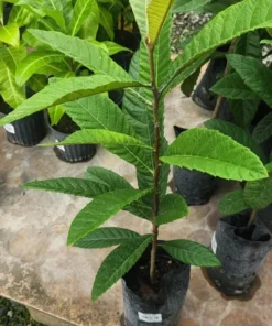 Live Loquat Tree Níspero Japonés Fast-Growing Fruit Tree for Patio