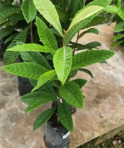Live Loquat Tree Níspero Japonés Fast-Growing Fruit Tree for Patio