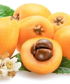 Live Loquat Tree Níspero Japonés Fast-Growing Fruit Tree for Patio