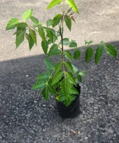 Live Neem Tree 1 FT Natural Air-Purifying and Insect-Repelling Plant