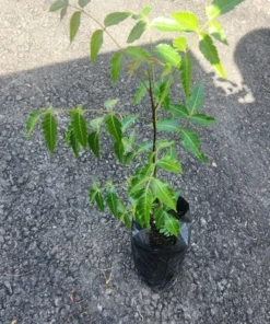 Live Neem Tree 1 FT Natural Air-Purifying and Insect-Repelling Plant