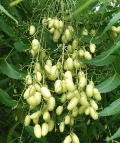 Live Neem Tree 1 FT Natural Air-Purifying and Insect-Repelling Plant