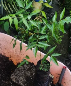 Live Neem Tree 1 FT Natural Air-Purifying and Insect-Repelling Plant