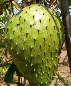Live Soursop Tree Annona muricata Guanabana 10-12 Inches Tropical Fruit Plant