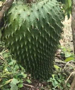 Live Soursop Tree Annona muricata Guanabana 10-12 Inches Tropical Fruit Plant