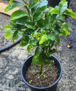 Live Soursop Tree Annona muricata Guanabana 10-12 Inches Tropical Fruit Plant