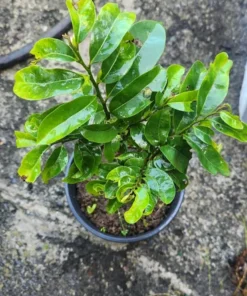 Live Soursop Tree Annona muricata Guanabana 10-12 Inches Tropical Fruit Plant