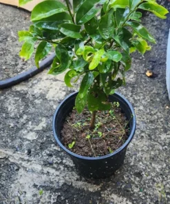 Live Soursop Tree Annona muricata Guanabana 10-12 Inches Tropical Fruit Plant