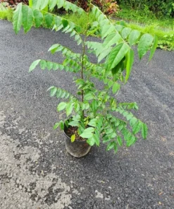 Live Star Fruit Tree Averrhoa Carambola 1 Ft - Compact Fruit Tree for Home Gardens