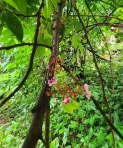 Live Star Fruit Tree Averrhoa Carambola 1 Ft - Compact Fruit Tree for Home Gardens