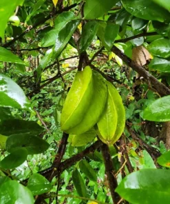 Live Star Fruit Tree Averrhoa Carambola 1 Ft - Compact Fruit Tree for Home Gardens