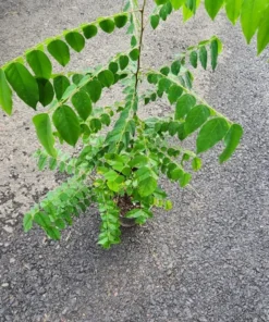 Live Star Fruit Tree Averrhoa Carambola 1 Ft - Compact Fruit Tree for Home Gardens