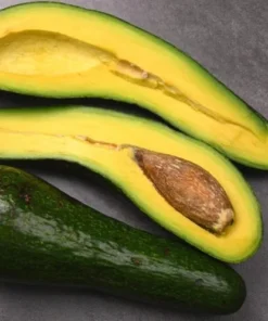 Live Tree Avocado Long Neck Perseamericana 18-24 Inches - Exotic Fruit Plant