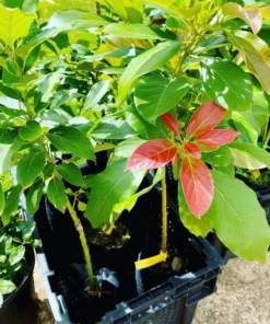 Live Tree Avocado Long Neck Perseamericana 18-24 Inches - Exotic Fruit Plant