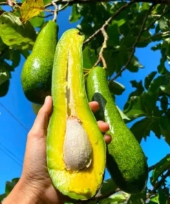 Live Tree Avocado Long Neck Perseamericana 18-24 Inches - Exotic Fruit Plant