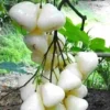 Live White Pumarose Jambu Tree Tropical Fruit Plant for Gardens 10-15 Feet