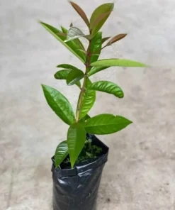 Live White Pumarose Jambu Tree Tropical Fruit Plant for Gardens 10-15 Feet