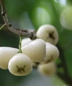 Live White Pumarose Jambu Tree Tropical Fruit Plant for Gardens 10-15 Feet