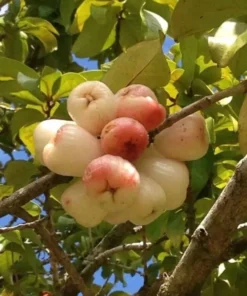 Live White Pumarose Jambu Tree Tropical Fruit Plant for Gardens 10-15 Feet