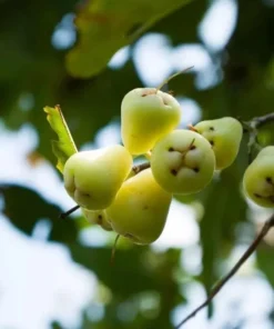 Live White Pumarose Jambu Tree Tropical Fruit Plant for Gardens 10-15 Feet