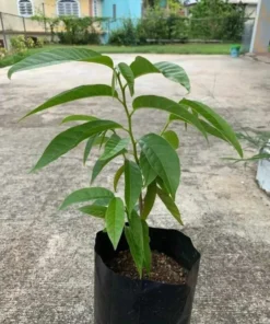 Live White Pumarose Jambu Tree Tropical Fruit Plant for Gardens 10-15 Feet