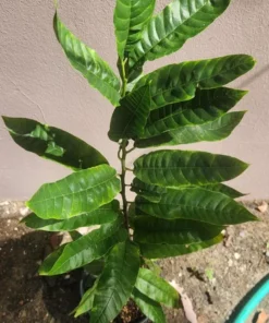 Live Wild Sweetsop Tree Rollinia Tropical Fruit Plant for Garden